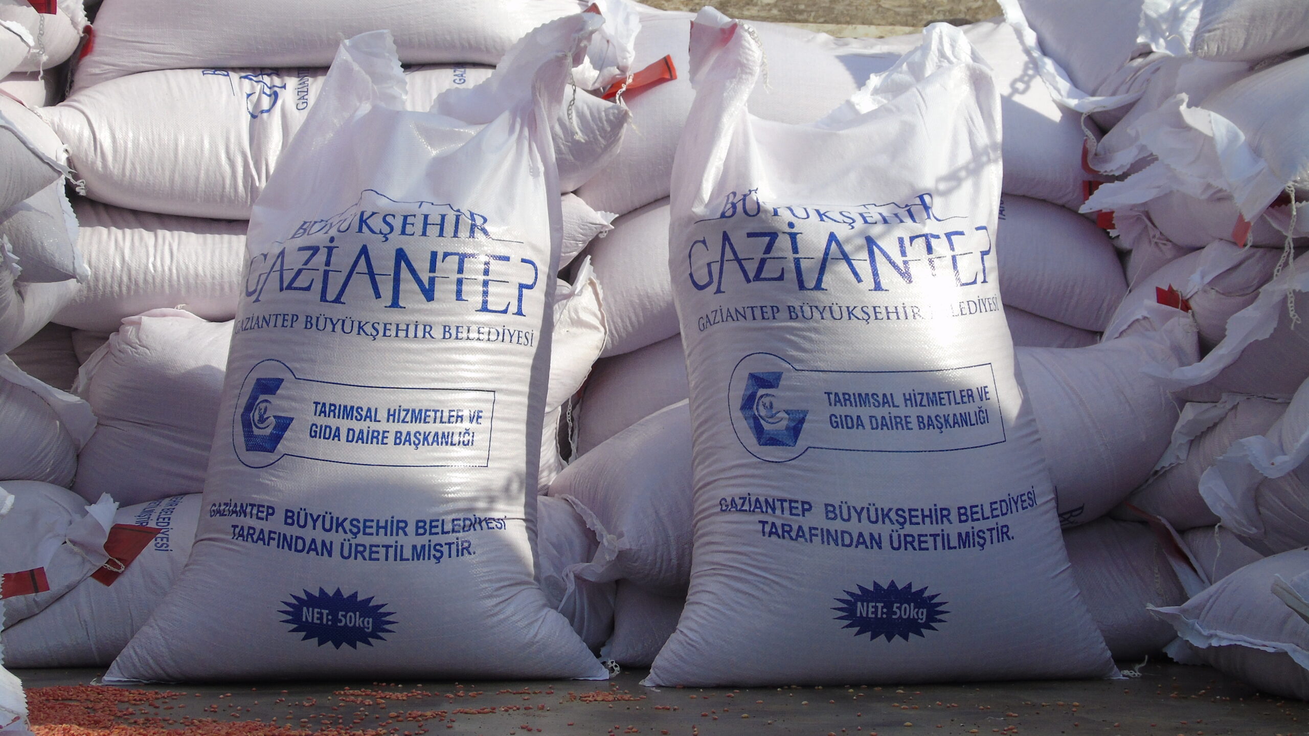 Gaziantep’te afetzede 286 çiftçiye makarnalık buğday tohumu desteği verildi