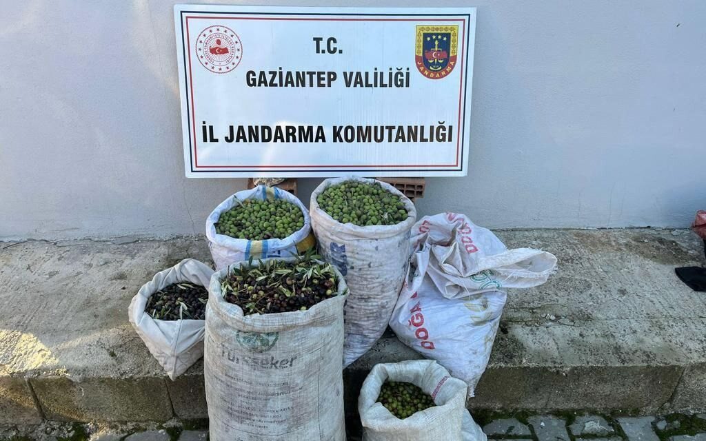 Gaziantep’te zeytin çaldıkları iddiasıyla 2 şüpheli yakalandı
