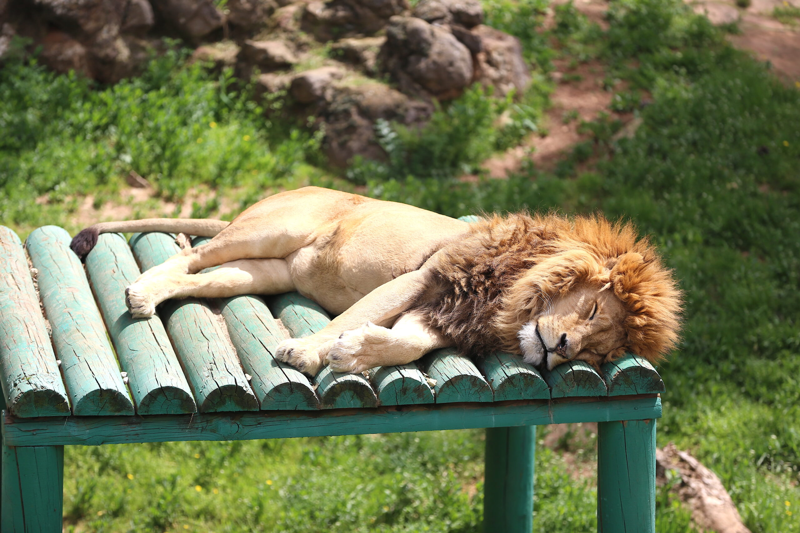 Gaziantep’teki hayvanat bahçesi bayram tatiline “kalabalık” başladı