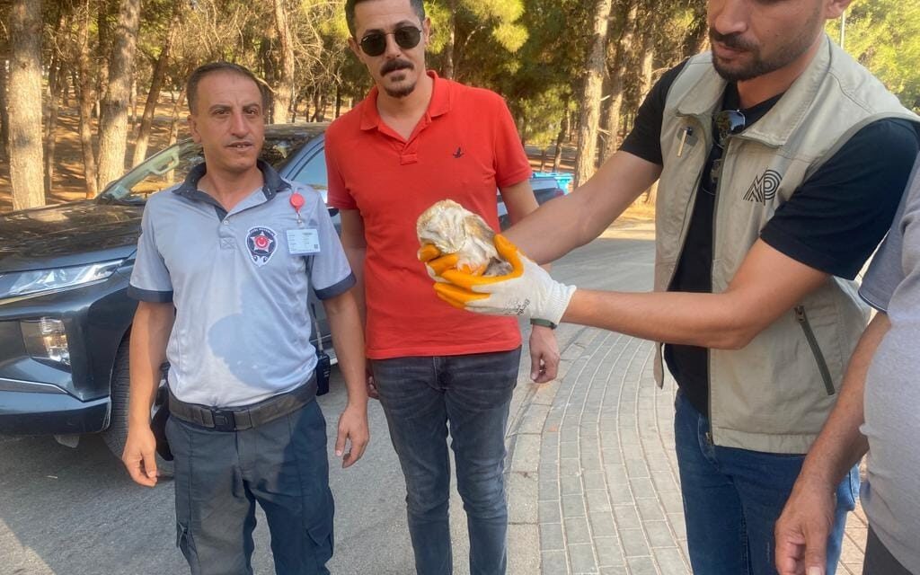 Gaziantep’te yaralı bulunan peçeli baykuş tedavi altına alındı